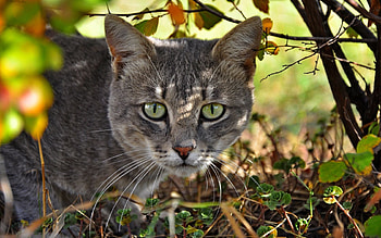 Animals, Grass, Cat, Muzzle, Hunt, Hunting HD wallpaper