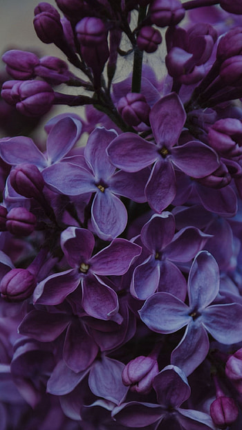 Lilac, Lilac Flower HD phone wallpaper