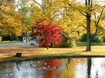 Autumn Villa, swans, house, landscape, trees, autumn, villa, nature, lake HD wallpaper