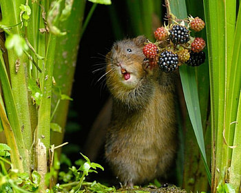 Nice Day, animal, cute, fruits, rodent HD wallpaper