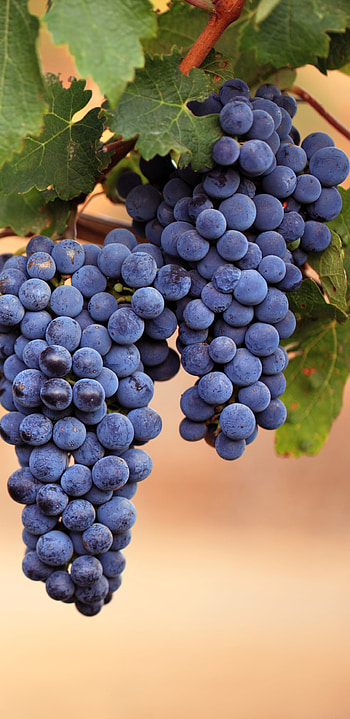 Delicious food, Tempting grapes, Fresh fruit, Mouth-watering HD phone wallpaper