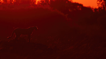 Cheetah Sunrise, cheetah, animals HD wallpaper