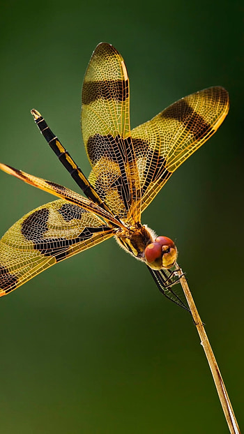 Dragonfly, Yellow, Insect HD phone wallpaper