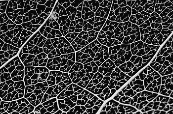 Macro, Sheet, Leaf, Bw, Chb, Veins HD wallpaper