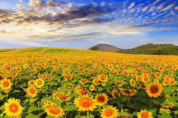 Field of Sunflowers, Field, Yellow, Flowers, Sunflowers HD wallpaper