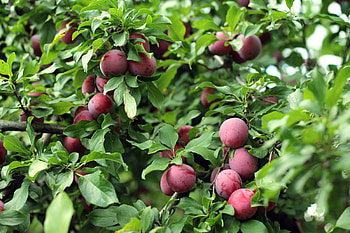 Cherry plum, Berry tree, Harvest time, Summer beauty HD wallpaper