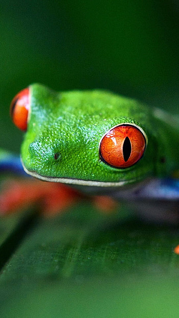 Green Tree Frog, Nature's marvel, Vibrant , Mobile backgrounds HD phone wallpaper