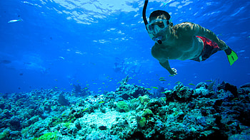 Key West, Snorkeling HD wallpaper