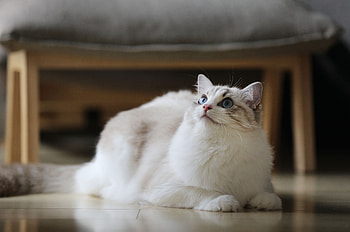 Animals, Cat, Fluffy, Beautiful HD wallpaper