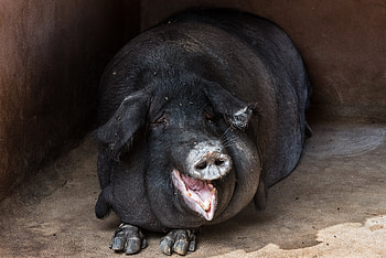 Animals, Muzzle, Fat, Cool, Pig, Bold HD wallpaper