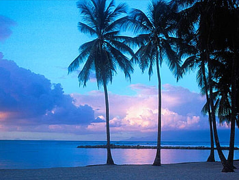 California Blue, palms, clouds, blues, beach HD wallpaper