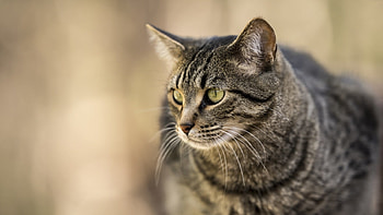 Cute Cat, cute, cat, pet, animals HD wallpaper