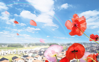 Plants, Flowers, Sky, Poppies HD wallpaper