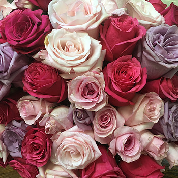 Flowers, Roses, Multicolored, Motley, Bouquet HD phone wallpaper