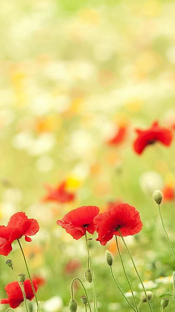 Cute Summer, Summer Flower HD phone wallpaper