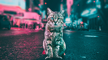 Cat Road Lights, cat, animals, artist, artwork, digital-art, graphy HD wallpaper