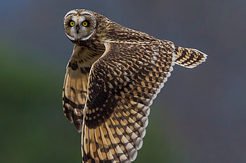 Short Eared Owl, eared, bird, owl, short HD wallpaper