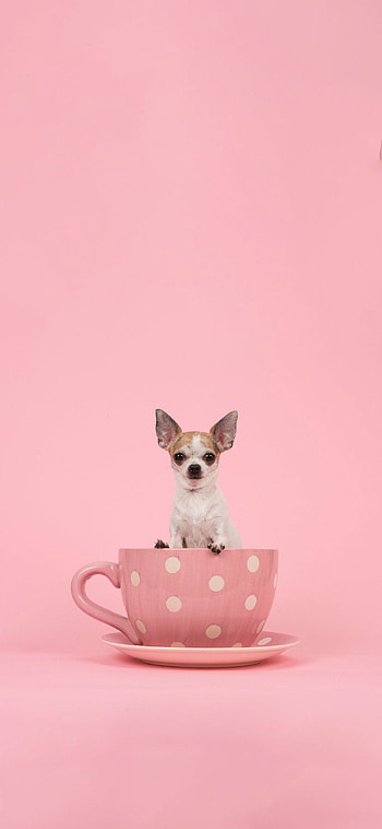 Pink dog, Adorable Chihuahua, Popular , Cute and cuddly HD phone wallpaper