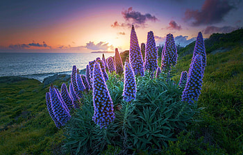 Stinson Beach, San Francisco Bay, sea, california, clouds, colors, sky, flowers, usa, sunset, landscape HD wallpaper