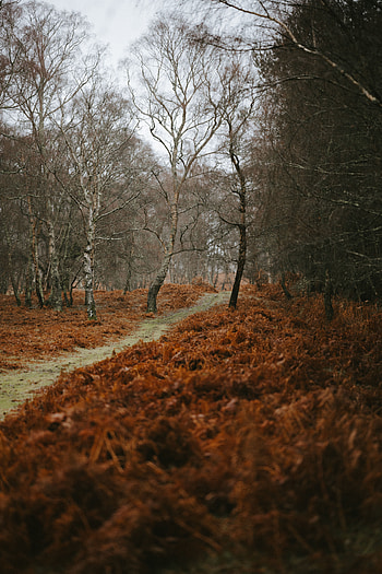 Nature, Landscape, Trees, Autumn, Path HD phone wallpaper