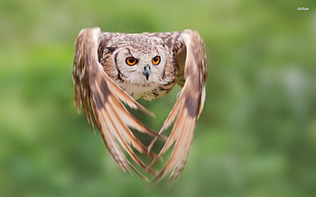 burrowing owl, burrowing, nature, bird, owl HD wallpaper