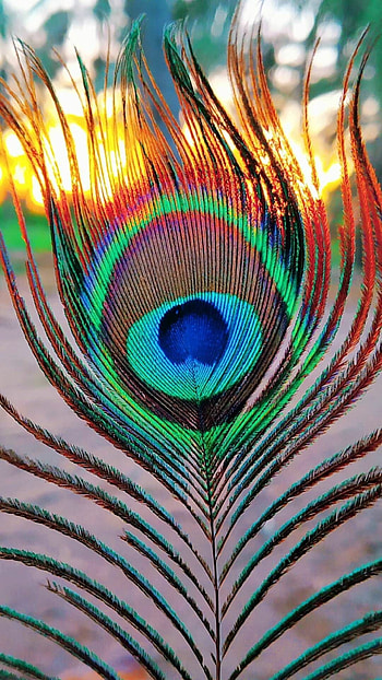 Peacock Android , Stunning bird, Vibrant colors, Captivating designs HD phone wallpaper