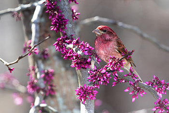 Bird, pink, flower, pasari, spring, blossom HD wallpaper