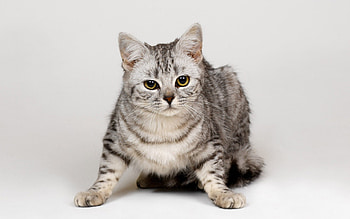 Kitten waiting, animal, kitten, cat, feline HD wallpaper