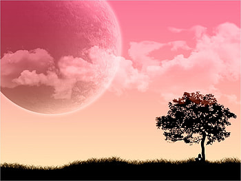 Trees, Background HD wallpaper