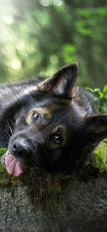German Shepherd, G , Stunning visuals, Canine magnificence HD phone wallpaper