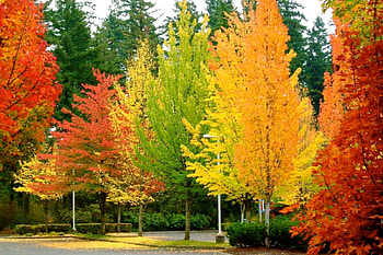 Colorful Leaves And Trees, Leaves, Trees, Nature, Forests, Colorful HD wallpaper