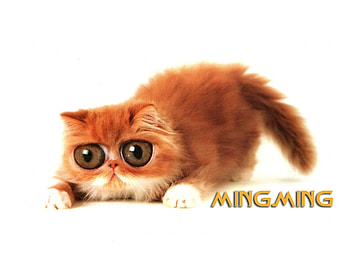 mingming, eyes, cat, big HD wallpaper