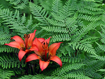 Flowers, Lilies, Fern, Greens, Stamens, Reporter HD wallpaper
