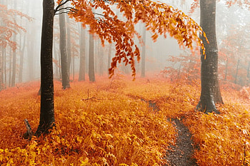 Golden Forest, path, fall, gold, tree, mist, leaves, fog, bulgaria, trees, autumn, road, nature, , forest, grpahy HD wallpaper