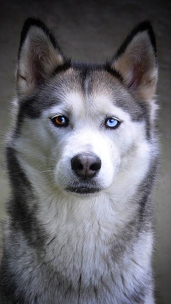 Husky Dog, Husky Pet HD phone wallpaper