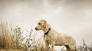 Cute Labrador Retriever , Adorable animals, Precious puppies, Heart-melting HD wallpaper