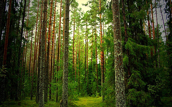 Pine Tree HD wallpaper