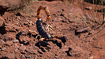 Scorpion lookdev, VFX art, Digital rendering, Futuristic design HD wallpaper