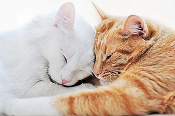 Friend, kitten, sweet, kitty, cats, cute, cat, beautiful, paws, beauty, cat face, pretty, animals, face, lovely, hat HD wallpaper