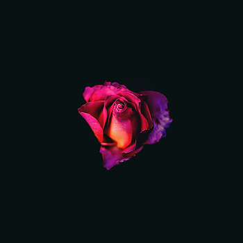 Rose, amoled HD phone wallpaper