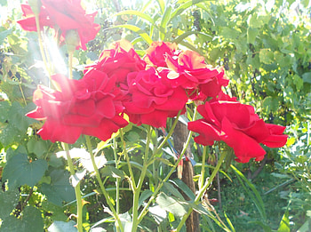 The red roses, red roses, garden, flowers, roses HD wallpaper