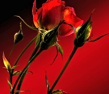 Glowing Rose, Flower, pretty, Glow, Rose HD wallpaper