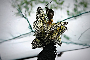 Gently embraced, wings, white, black, delicasy, gently, precious, butterflies, love, elegance, forever HD wallpaper