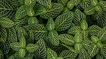 Fittonia, Leaves HD wallpaper