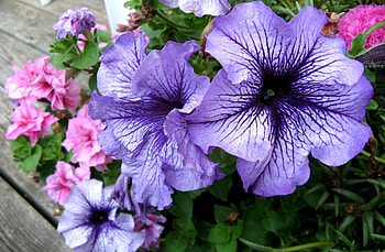 Flowers, Bright, Flower Bed, Flowerbed, Colorful, Petunias HD wallpaper