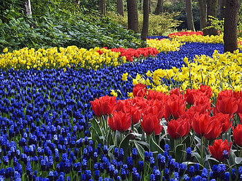 Plants, Landscape, Flowers, Tulips HD wallpaper