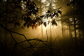 Nature, Twilight, Shine, Light, Forest, Fog, Branches, Dusk HD wallpaper