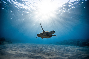 Animals, Ocean, Underwater World, To Swim, Swim, Skull, Skulls, Sea Turtle HD wallpaper