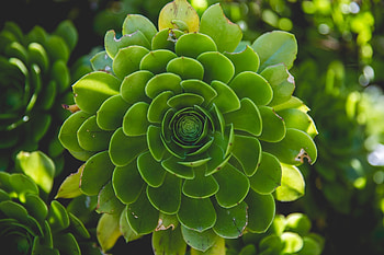 Succulent, plant, leaf, pattern HD wallpaper