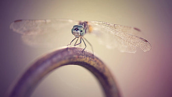 Macro, Insect, Metal, Dragonfly HD wallpaper